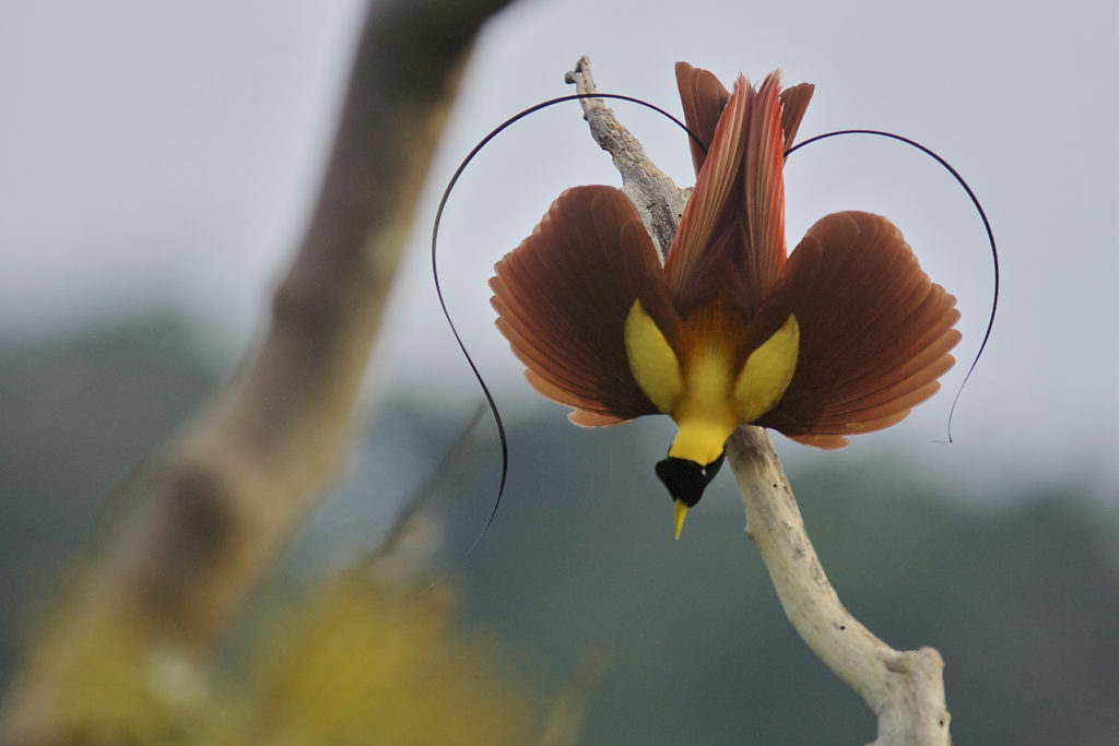 Capturing the Red Bird-of-Paradise Display - Tim Laman